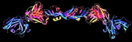 Growth factor