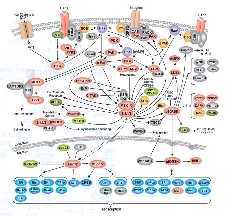 Complex web of cell communication